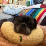 Henry August fawn pug relaxing in foster care with Appalachian Pug Rescue