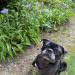 Henry August adoptable fawn pug portrait with Appalachian Pug Rescue