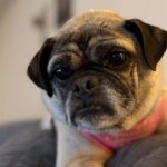 Lucy June, a senior pug mix, close-up portrait with greying muzzle