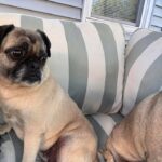 Pug mix Lucy June relaxing on a striped couch