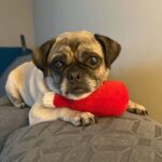 Lucy June, adoptable pug mix, resting with a toy