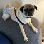 Lucy June the pug mix in her foster home