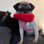 Lucy June, senior pug mix, looking at the camera