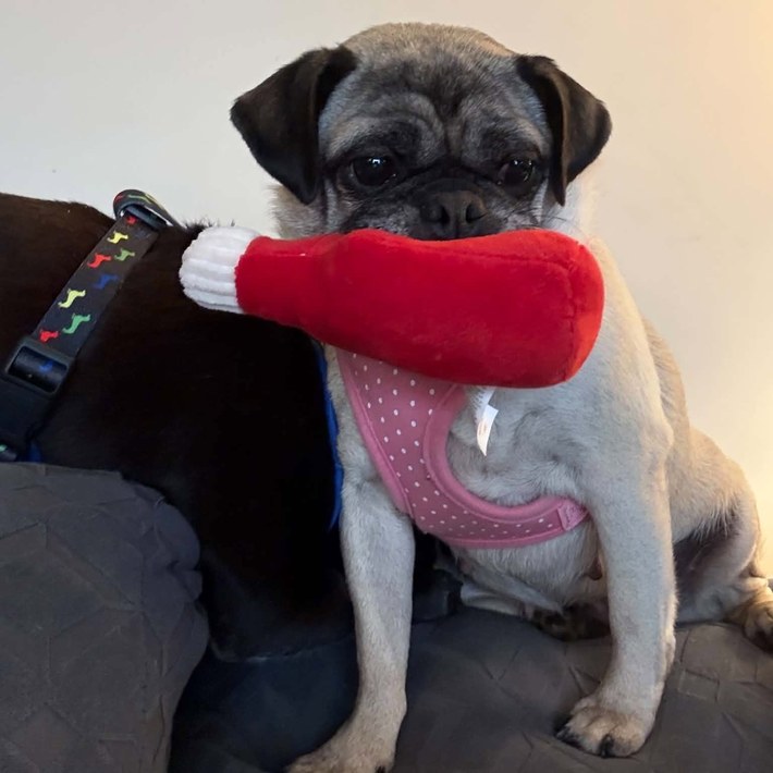 Lucy June, senior pug mix, looking at the camera