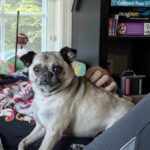 Samuel Rigby being petted while relaxing on the couch