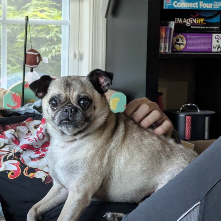Samuel Rigby being petted while relaxing on the couch