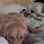Samuel Rigby cuddling with a golden retriever housemate