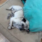 Samuel Rigby lying upside down against a teal cushion