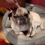 Samuel Rigby being petted in his dog bed