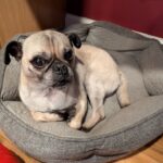 Samuel Rigby sitting up in his dog bed
