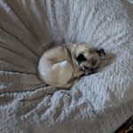 Samuel Rigby curled up asleep on a blanket