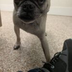 Samuel Rigby standing close to the camera, alert and curious