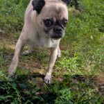 Samuel Rigby, an active pug mix, walking outside in the grass