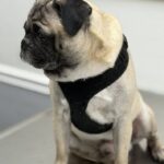 Chadwick, a fawn pug, sitting on a hardwood floor wearing a black harness