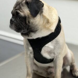 Chadwick, a fawn pug, sitting on a hardwood floor wearing a black harness