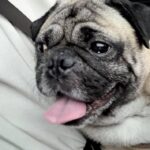 Chadwick resting on a couch with his tongue out