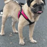 Georgie Lew, a fawn pug, standing outdoors on pavement in a pink harness with his tongue out