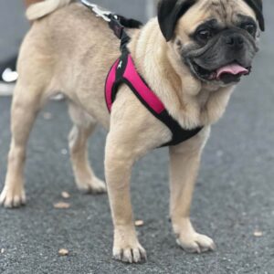 Georgie Lew, a fawn pug, standing outdoors on pavement in a pink harness with his tongue out
