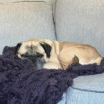 Georgie Lew, a fawn pug, curled up asleep on a gray couch with a purple blanket