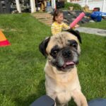 Georgie Lew, a fawn pug with a black muzzle, standing in grass outdoors with his tongue out