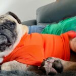 Ivy relaxing on a person's lap on the couch, wearing an orange shirt