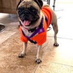 Ivy standing on a tile floor wearing an orange harness, panting happily