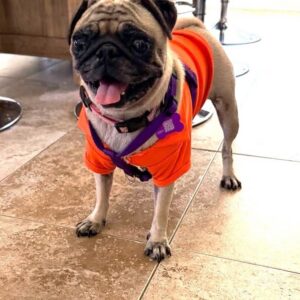 Ivy standing on a tile floor wearing an orange harness, panting happily