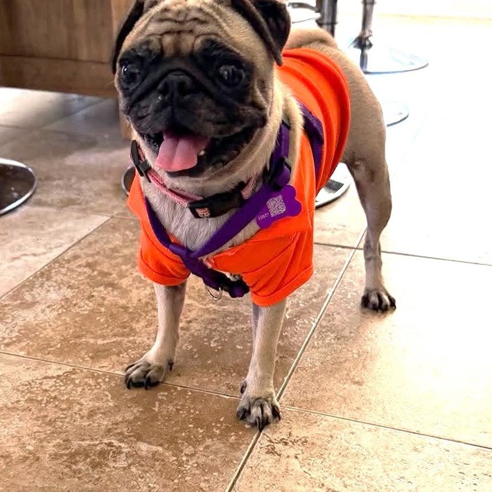 Ivy standing on a tile floor wearing an orange harness, panting happily