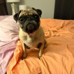 Ivy sitting up on a bed, looking at the camera