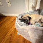 Ivy lying in a gray dog bed with a sleepy expression
