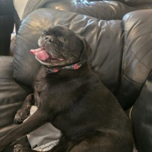 Pepper, a black pug, resting on a dark leather couch with her tongue out