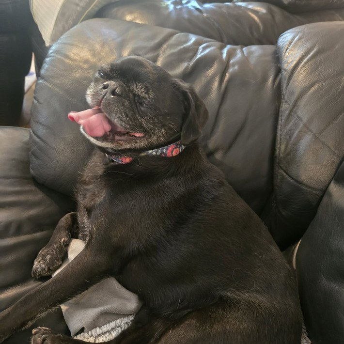 Pepper, a black pug, resting on a dark leather couch with her tongue out