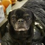 Close-up of Pepper sitting near Halloween pumpkin decorations