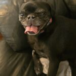 Pepper lying on a leather couch mid-yawn with her tongue out