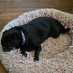 Pepper lying on a pink shag dog bed on a wood floor