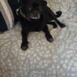 Pepper sitting up on a bed, looking at the camera