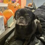 Pepper looking up near pumpkin decorations indoors