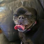 Close-up portrait of Pepper relaxing on a couch