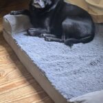 Pepper lying comfortably in a gray dog bed