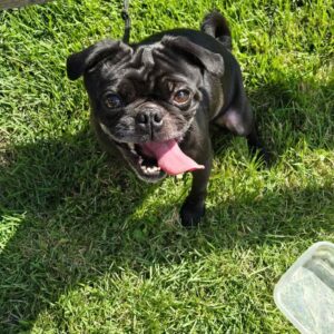 Poindexter, a black pug, playing outside on the grass with his tongue out