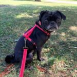 Poindexter sitting in the grass on a sunny day wearing a red harness and leash