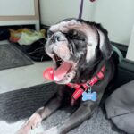 Poindexter stretched out on a gray rug in the sun mid-yawn, tongue out, wearing a red plaid harness