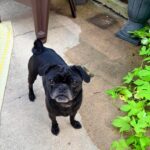Poindexter standing on a patio near some plants, tail curled