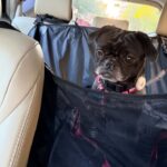 Poindexter sitting in a car pet seat wearing a plaid collar