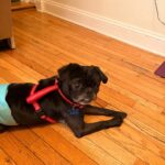 Poindexter lying on a wood floor in a red harness, wearing a blue belly wrap