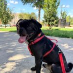 Poindexter sitting outdoors on a sidewalk, tongue out, wearing a red leash