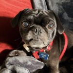 Poindexter, a black pug, snuggled on a gray blanket in a red harness and bone-shaped ID tag, looking up at the camera