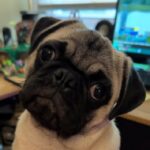Stella, a fawn pug puppy, close-up portrait indoors near a desk