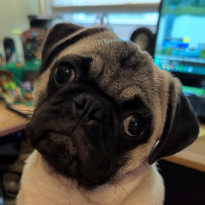 Stella, a fawn pug puppy, close-up portrait indoors near a desk