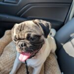 Stella riding in the car with her tongue out, resting on a tan blanket